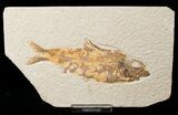 Bargain Knightia Fossil Fish - Wyoming #16482-1